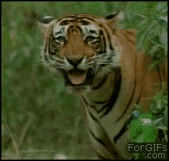 Vigyori tigris-gif