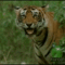 Vigyori tigris-gif