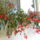Viragok_547_1219184_9899_t