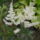 Viragok_581_1219191_6215_t