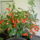 Viragok__535_1219183_1604_t