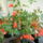 Viragok__555_1219189_7015_t
