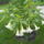 Viragok__589_1219188_7669_t