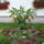 Viragok__591_1219192_1408_t