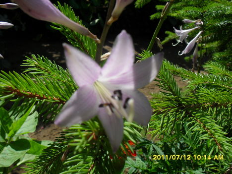Árnyliliom virága közelről