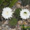 Az idei első kaktuszvirág páros