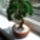 Bonsai2_1201843_5605_t