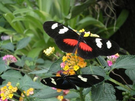 butterflies-in-botanical-garden-quito-ecuador