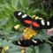 butterflies-in-botanical-garden-quito-ecuador