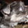 Dsci0075_1021442_1467_t