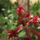 Ez_egy_bokor_1201086_8127_t