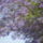 Gallilea_viragai_1021769_7647_t