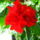 Hibiszkusz_1210584_6597_t