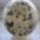 Japancseresznye_ledes__lampa_1201273_4906_t