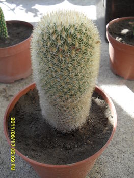 Kaktusz Tóthné Erikától
