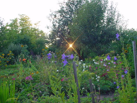 Kertrészlet 016