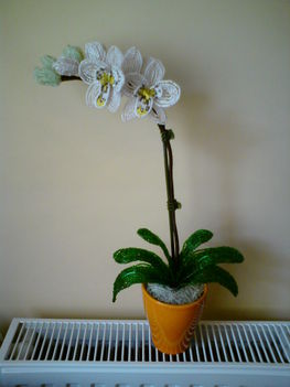 Orchidea2.