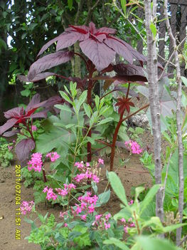 Piros disznóparéj (Amaranthus hypochondriacus)