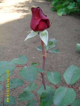 Rózsa bimbósan