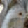 Selmecbanyaeredeti_falfresko_a_szterzsebet_templombol_1210361_7420_t