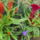 Viragok-003_1201452_8603_t