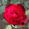 Vörös rózsa