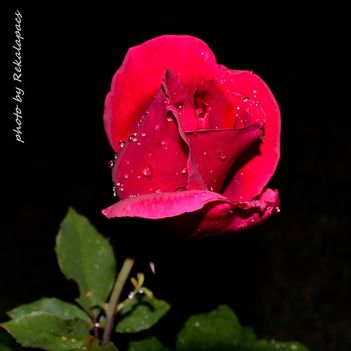 Vörös rózsa II.