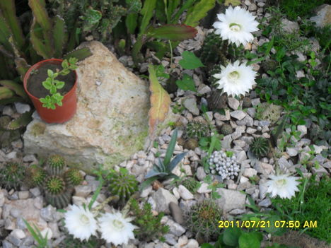 5 kaktusz virág