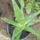 Aloe-001_1221372_5297_t