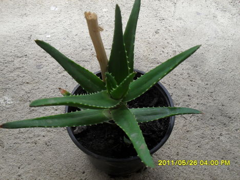 Aloe1