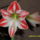 Amarilisz1-002_1221402_6683_t