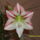 Amarilisz11-001_1221414_1828_t