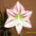 Amarilisz12-001_1221341_6637_t