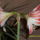 Amarilisz3-001_1221349_1192_t