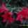 Amarilliszem_mind_a_4_viraga_kinyilt_1221344_1779_t