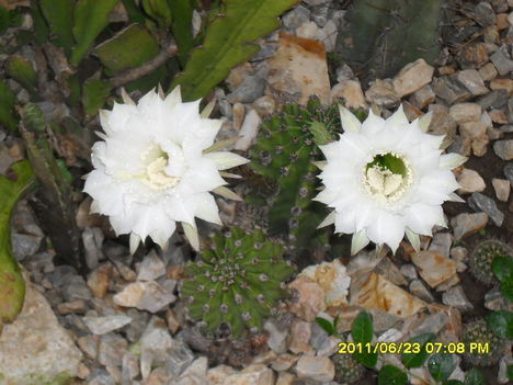 Az idei első kaktuszvirág páros