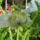 Dalia7_1221432_5806_t