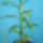 Dracena_lemon_lime-001_1221429_4881_t