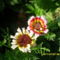 Egynyári margaréta(Chrysanthemum carinatum )
