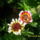 Egynyari_margaretachrysanthemum_carinatum__1221369_3063_t