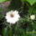 Feher_borzaskata_1221371_7493_t