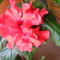 Hibiscus piros
