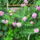 Nyar_008_1221907_6777_t