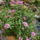 Pentas__egyiptomi_csillagvirag__1221052_6677_t