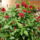 Pentas_egyiptomi_csillagvirag__1221050_3985_t