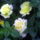 Rozsa_csalad__1221037_7842_t