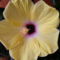 Sárga hibiscus