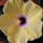 Sarga_hibiscus_1221528_8924_t