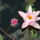 Torpe_es_az_orias_1221051_9175_t