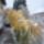Tuztovis_telen_1221105_7845_t